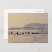 N.A.の米国、ワシントン州のサンファン島のシャチ ポストカード (正面/裏面)