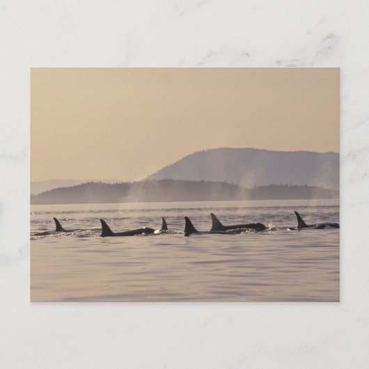 N.A.の米国、ワシントン州のサンファン島のシャチ ポストカード (正面)
