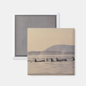 N.A., アメリカ, ワシントン州, サン ファン諸島 シャチ マグネット (正面/裏面)