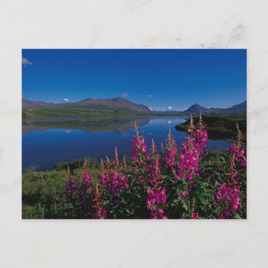 N.A., 米国, アラスカ, アラスカ山脈 ポストカード (正面)