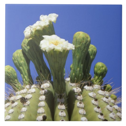 N.A.、米国、アリゾナ、ツーソン、ソノラ砂漠2 タイル (正面)