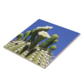 N.A.、米国、アリゾナ、ツーソン、ソノラ砂漠2 タイル (側面)