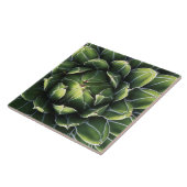 N.A.、米国、アリゾナ、ツーソン、ソノラ砂漠 タイル (側面)