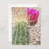 N.A., USA, AZ, Phoenix, Desert Botanical ポストカード (正面/裏面)