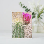 N.A., USA, AZ, Phoenix, Desert Botanical ポストカード (スタンド正面)