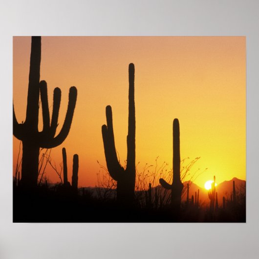 N.A., USA, AZ, Saguaro NP, Saguaro Sunset ポスター (正面)