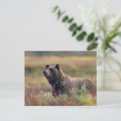 NA，アメリカ，アラスカ，デナリNP，グリズリーベア ポストカード (スタンド正面)