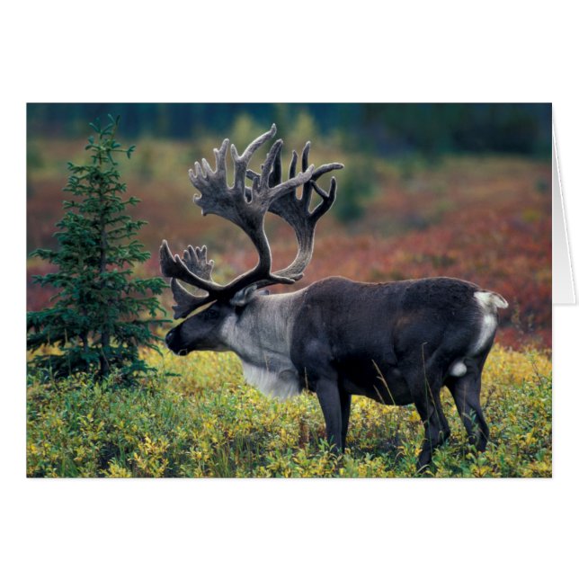 NA，アメリカ，アラスカ，デナリNP，ブルカリブー3 (正面横)