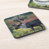 NA,アメリカ,アラスカ,デナリNP,ブルカリブー3 コースター (左側)