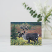 NA,アメリカ,アラスカ,デナリNP,ブルカリブー3 ポストカード (スタンド正面)