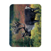 NA,アメリカ,アラスカ,デナリNP,ブルカリブー3 マグネット (縦)