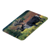 NA,アメリカ,アラスカ,デナリNP,ブルカリブー3 マグネット (左側)