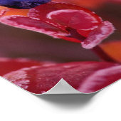 NA，アメリカ，アラスカ，デナリNP，ブルーベリー ポスター (角)