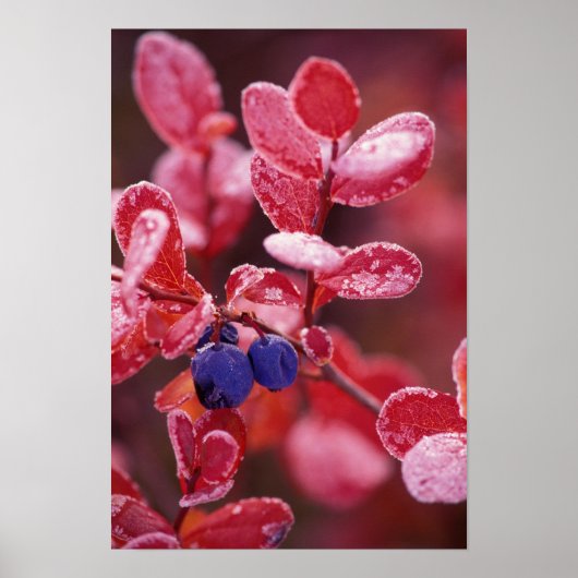 NA，アメリカ，アラスカ，デナリNP，ブルーベリー ポスター (正面)