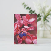 NA,アメリカ,アラスカ,デナリNP,ブルーベリー ポストカード (スタンド正面)