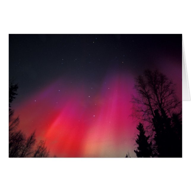 NA，アメリカ，アラスカ，フェアバンクス，ピンクと (正面横)