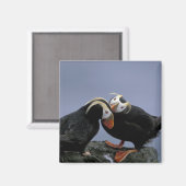 NA、アメリカ、アラスカ、ベーリング海、プリビロフ。房状 マグネット (正面/裏面)