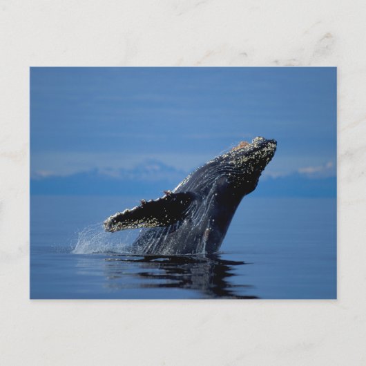 NA,アメリカ,アラスカ,南東アラスカ,内側 ポストカード (正面)