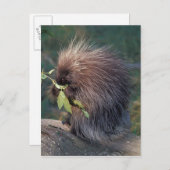 NA，アメリカ，アラスカ，捕虜のヤマアラシ ポストカード (正面/裏面)