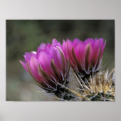 NA、アメリカ、アリゾナ、ソノラン砂漠。ハリネズミ ポスター (正面)