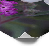 NA,アメリカ,カリフォルニア,アンザボレゴデザート州 ポスター (角)