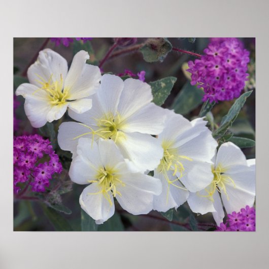 NA,アメリカ,カリフォルニア,アンザボレゴデザート州 ポスター (正面)