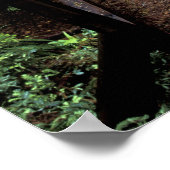 NA,アメリカ,カリフォルニア,ジェディディア・スミス・レッドウッズ ポスター (角)