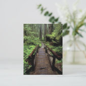 NA，アメリカ，カリフォルニア，ジェディディア・スミス・レッドウッズ ポストカード (スタンド正面)