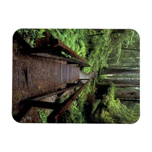 NA,アメリカ,カリフォルニア,ジェディディア・スミス・レッドウッズ マグネット (横)