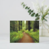 NA，アメリカ，カリフォルニア，ジェデディア・スミス・レッドウッズ ポストカード (スタンド正面)