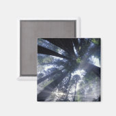 NA，アメリカ，カリフォルニア，デルノルテレッドウッズ州 マグネット (正面/裏面)