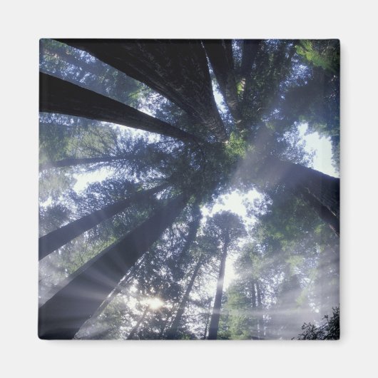 NA，アメリカ，カリフォルニア，デルノルテレッドウッズ州 マグネット (正面)