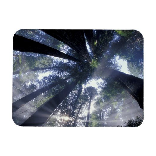 NA，アメリカ，カリフォルニア，デルノルテレッドウッズ州 マグネット (横)