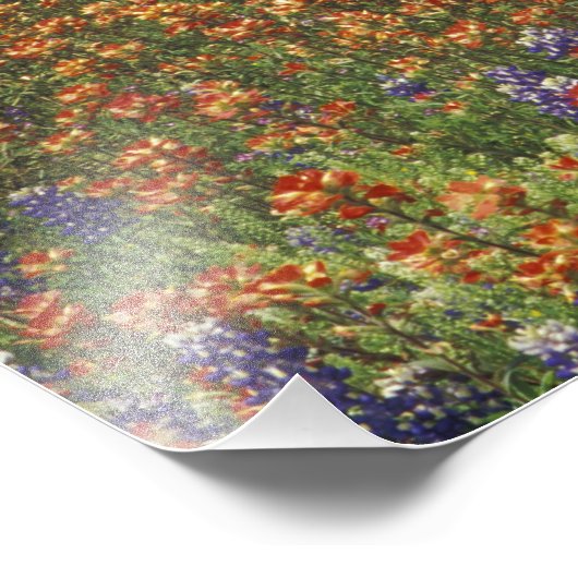 NA,アメリカ,テキサス州,ヒルカントリー,ブ絵を描ラシと フォトプリント (角)