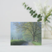 NA，アメリカ，テネシー，カデス入り江，素晴らし Smoky ポストカード (スタンド正面)