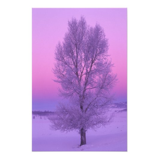 NA，アメリカ，ワイオミング，イエローストーンNP，風景 フォトプリント            (正面)