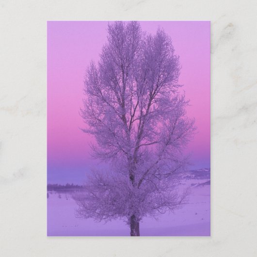 NA,アメリカ,ワイオミング,イエローストーンNP,風景 ポストカード (正面)