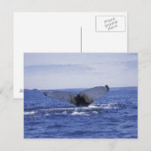 NA、カナダ、ニューファンドランド、トリニティ・ベイ。ハンプバック ポストカード (正面/裏面)