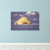 NA、カナダ、マニトバ、チャーチル、ホッキョクグマ キャンバスプリント (インサイチュ (ウッドフロア))