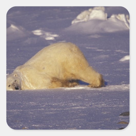 NA、カナダ、マニトバ、チャーチル、ホッキョクグマ スクエアシール (正面)