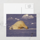 NA、カナダ、マニトバ、チャーチル、ホッキョクグマ ポストカード (正面/裏面)