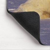 NA、カナダ、マニトバ、チャーチル、ホッキョクグマ マウスパッド (コーナー)