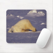 NA、カナダ、マニトバ、チャーチル、ホッキョクグマ マウスパッド (マウス)