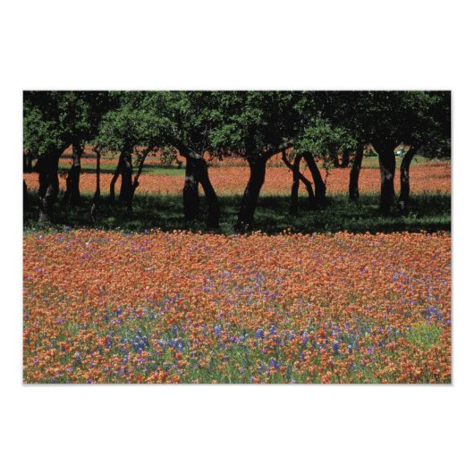 NA,テキサス州,テキサス州ヒルカントリー，ブチャンダム， フォトプリント            (正面)