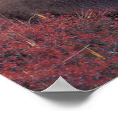 NA、米国、アラスカ、デナリNP。女性のグリズリー ポスター (角)