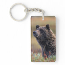 NA、米国、アラスカ、Denali NPの灰色グマ