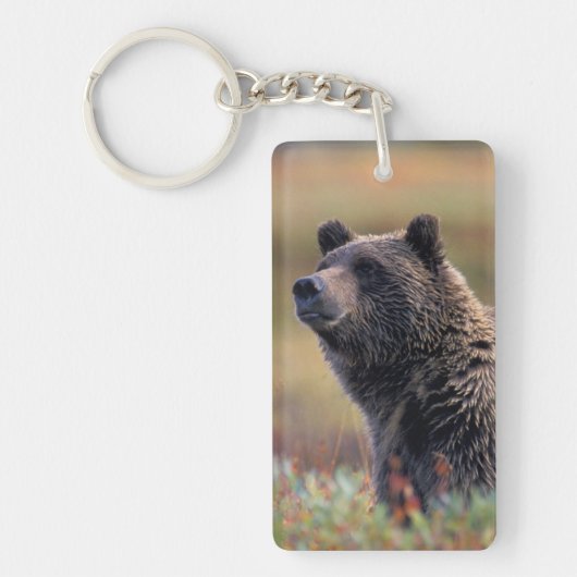 NA、米国、アラスカ、Denali NPの灰色グマ キーホルダー (正面)