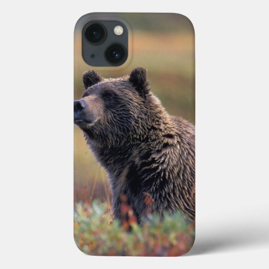 NA、米国、アラスカ、Denali NPの灰色グマ Case-Mate iPhoneケース (裏面)