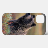 NA、米国、アラスカ、Denali NPの灰色グマ Case-Mate iPhoneケース (裏面 (横))