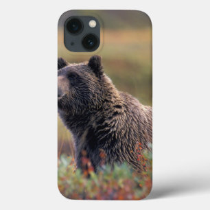 NA、米国、アラスカ、Denali NPの灰色グマ iPhone 13ケース